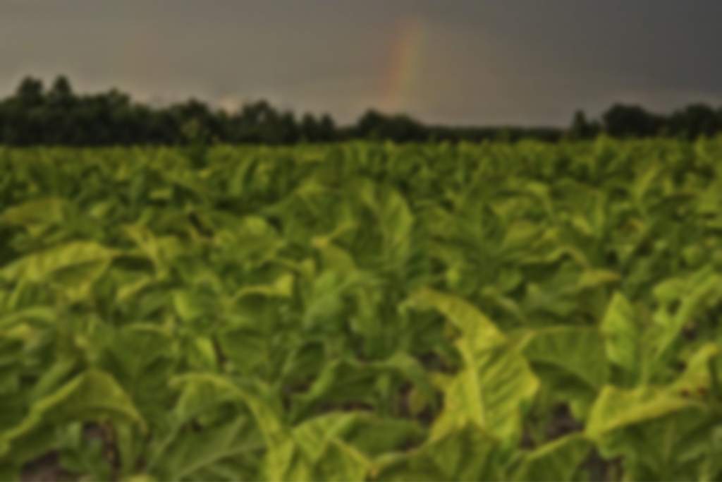 tobacco Abul Khair Group